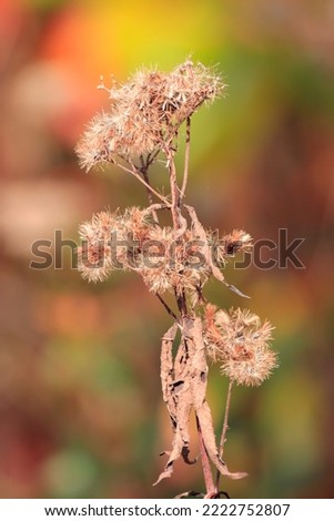 Beautiful closeup outdoor picture of brown weeds grass with long stems growing in natural environment attractive colorful green yellow red leaves background sunny autumn afternoon 