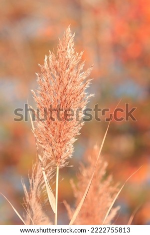 Beautiful closeup outdoor picture of brown weeds grass with long stems growing in natural environment attractive colorful background sunny autumn afternoon 