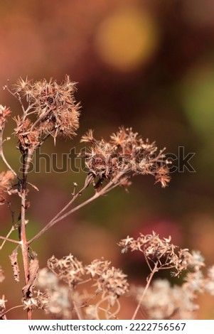 Beautiful closeup outdoor picture of brown weeds grass with long stems and blooms growing in natural environment attractive dark colorful green yellow leaves background sunny autumn afternoon 
