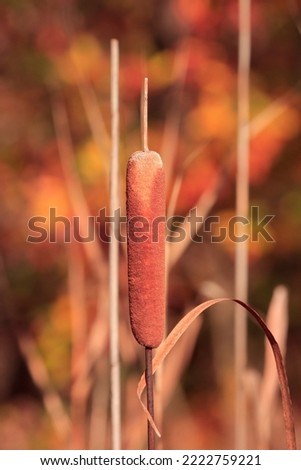 Beautiful closeup outdoor picture of brown cattail surrounded by weeds and grass with long stems growing in natural environment attractive colorful green yellow red leaves background sunny autumn day