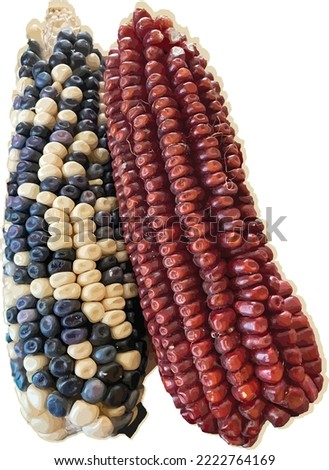 Corn Maize red corn black corn Dent  Flint  Pop corn Royalty-Free Stock Photo #2222764169