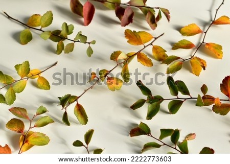 The picture shows a texture pattern created by randomly lying branches with leaves on a white background.