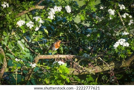 European robin with food in its beak, sitting on a perch in a hawthorn hedge, on its way to a nest. UK garden birds. Royalty-Free Stock Photo #2222777621