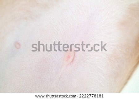 Puppy belly button, close up. Abstract soft pink umbilicus of puppy dog sleeping with belly exposed. 9 weeks old,  female Boxer Pitbull mix breed. Selective focus. Royalty-Free Stock Photo #2222778181