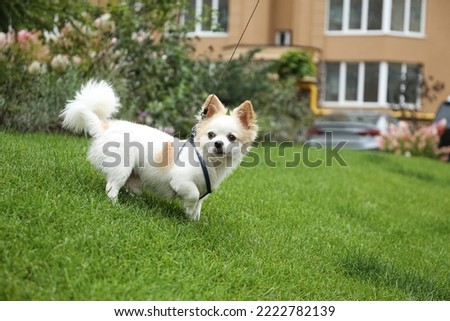 Cute Chihuahua with leash on green grass in park. Dog walking