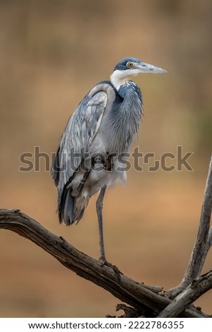 Grey heron on one leg on branch