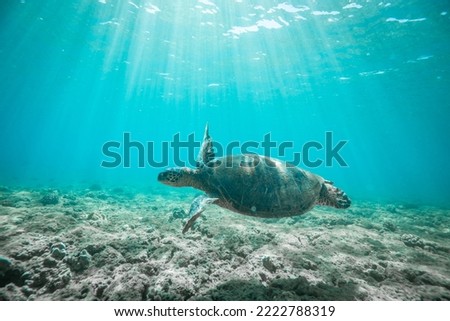 Hawaiian green sea turtle swims along the bottom of a shallow bay