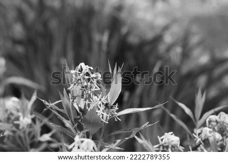 Beautiful flowers growing in the flower garden in a black and white monochrome.