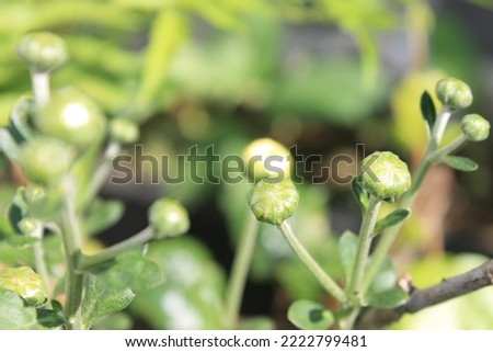 yellow chrysanthemum flower buds blur background Royalty-Free Stock Photo #2222799481