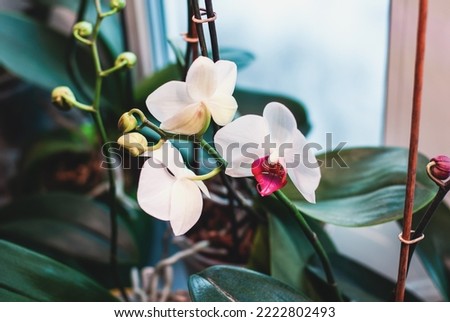 Phalaenopsis orchids blooming in winter, flowering houseplants care Royalty-Free Stock Photo #2222802493