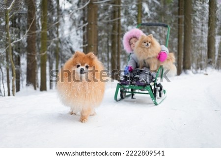 Two Pomeranian carrying, pulling child in sled on snowy road. outdoor activities, wintertime, pastime, leisure, childhood with pet. Dog girl sledding, walking in winter park. Kid and spitz play snow