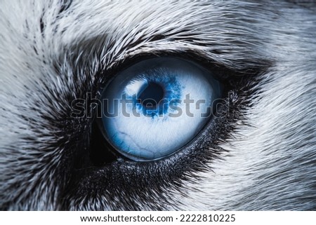 Husky dog eye close up