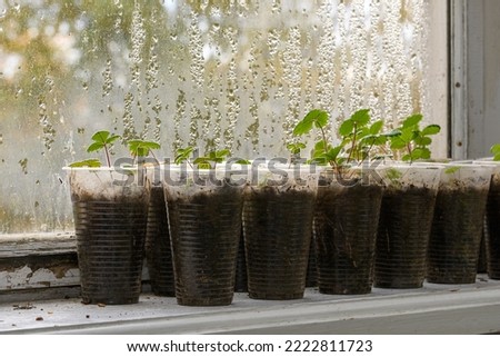 seedlings on the windowsill, balcony, home, rainy window
 Royalty-Free Stock Photo #2222811723