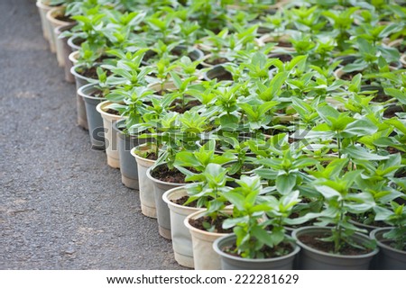 many young green flower plants in pots, shallow dof