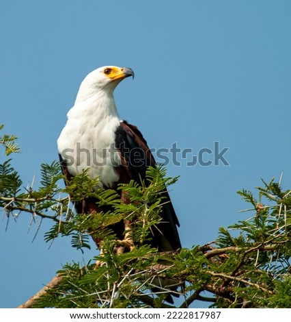 An African Fish Eagle perching at the top of the canopy, keeping an eye out. Uganda, Africa.