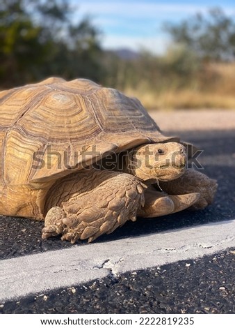 Tortoise behind a white line
