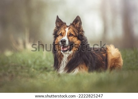 Moody portrait of a tricolor border collie dog in autumn outdoors Royalty-Free Stock Photo #2222825247
