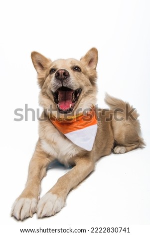 Yellow Blonde Golden Retriever Shepherd Chow Mixed Breed Puppy Dog  Smiling Happy Wearing Halloween Festive Candy Corn Bandana Costume Cute Portrait Isolated in Studio on White Background Royalty-Free Stock Photo #2222830741
