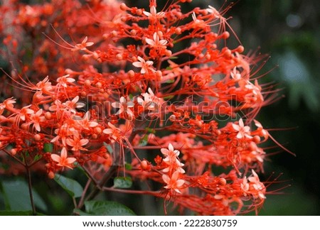 Blooming pagoda flower, a beautiful orange-red color cone shaped flower.