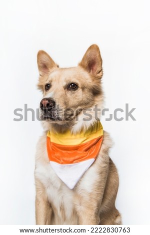 Yellow Blonde Golden Retriever Shepherd Chow Mixed Breed Puppy Dog Wearing Halloween Festive Candy Corn Bandana Costume Cute Portrait Isolated in Studio on White Background Royalty-Free Stock Photo #2222830763