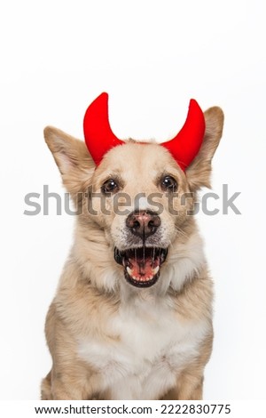 Yellow Blonde Golden Retriever Shepherd Chow Mixed Breed Type Dog Wearing Halloween Devil Horns Scary Spooky Costume for Dress Up Holiday Festive Funny Satan Isolated  in Studio on White Backgrouns