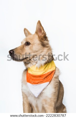 Yellow Blonde Golden Retriever Shepherd Chow Mixed Breed Puppy Dog Side Profile Wearing Halloween Festive Candy Corn Bandana Costume Cute Portrait Isolated in Studio on White Background Royalty-Free Stock Photo #2222830787