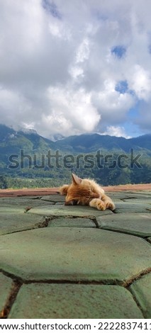 Sleeping Cat On The Road