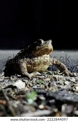 A toad sits on the ground illuminated by moonlight.