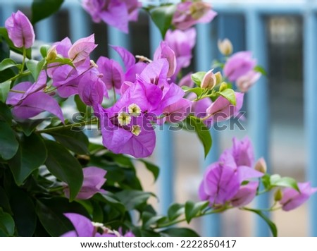 A purple bougainvillea flower with 3 paper-like leaves. There are small flowers that are true flowers, 3 flowers in 1 bouquet, long-lived stems with thorns, plants like the sun.