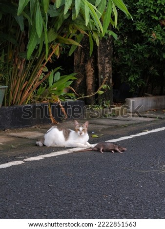 A cat on a street get a mouse in the morning. 