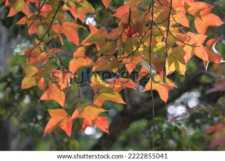 Chinese sweet gum or Formosan gum on yellow background 8 Jan 2012