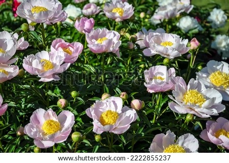 Top view of pink cutie peony flowers