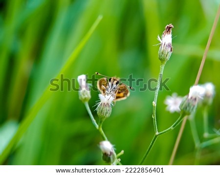 Detailed brown Rice Skippers in the wild on green background natural blur.