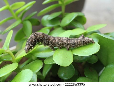 Butterfly larvae (caterpillars) isolated on a jade plant. 