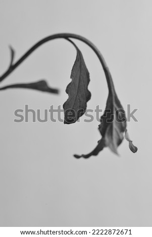 some leaves that look dangling in the photo in black and white mode