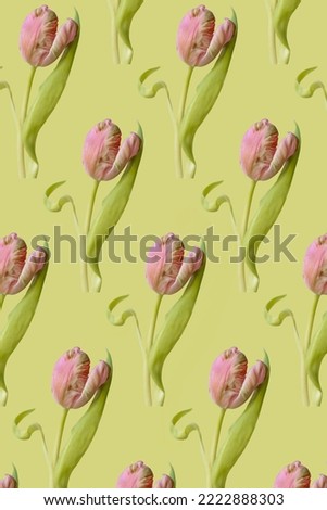 Many beautiful fragile dancing pink tulip flower with green leaves on a minimal spring green pastel background with copy space. Floral botany wallpaper idea. Nature inspiration pattern.