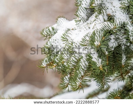 Green fir branches in winter covered with snow. Branches of fir tree as background, closeup. Christmas background