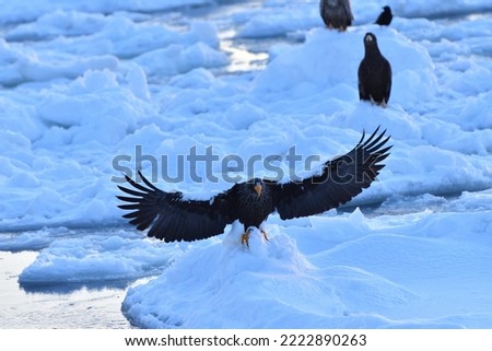 Bird watching with floating ices in winter