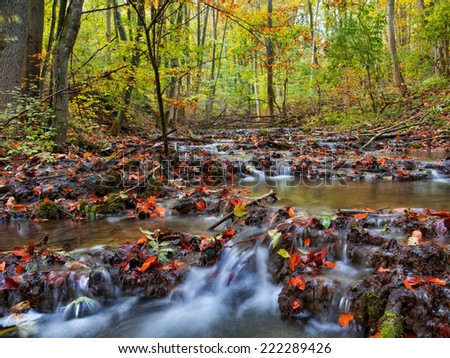 Idyllic Autumn Forrest Scene. Lovely Water Stream with fallen Leaves. Golden Colors of the Fall. Lovely Evening Picture