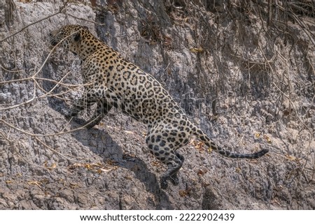 Jaguar leaping out of the water onto a steep river bank