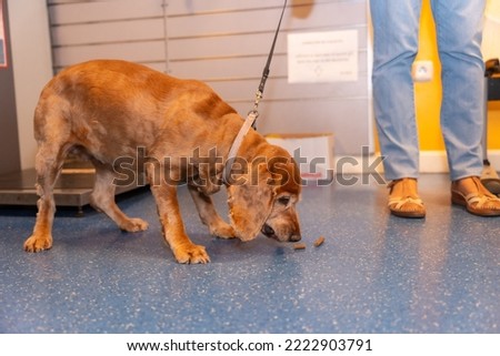 Veterinary clinic, a dog waiting to be seen in the waiting room, eating some cookies while waiting