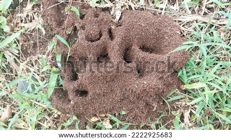 The mound on top of an ant's nest on the ground