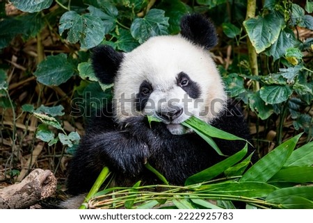 The baby giant panda "Lele" (Ailuropoda melanoleuca) is lying down in River Safari Singapore. 
This is kind of enrichment activity in zoo. 
A bear native to south central China.  Royalty-Free Stock Photo #2222925783