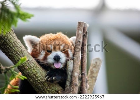 a red panda has tongue out with funny face. 
It is a mammal native to the eastern Himalayas and southwestern China
The red panda has reddish-brown fur, a long, shaggy tail, and a waddling gait 