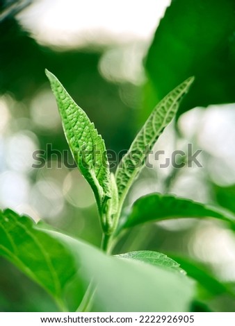 wild grass leaf macro blur background
