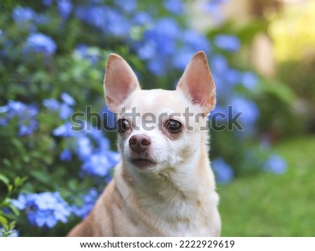 Close up image  of brown short hair  Chihuahua dog sitting on green grass in the garden with purple flowers blackground, looking away curiously, copy space.