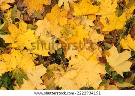 yellow autumnal maple leaves fallen in the forest Royalty-Free Stock Photo #2222934151