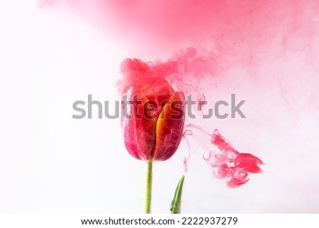 Beautiful pink tulip flowers in pink colored clouds. concept of spring