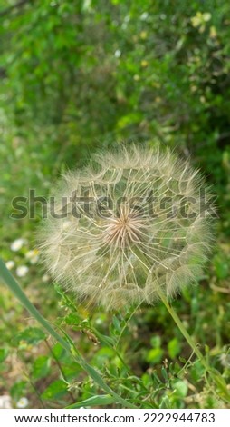 A close-up of dandelion with a green background. The flower is already after its yellow stage. It is very used for medicine purposes.