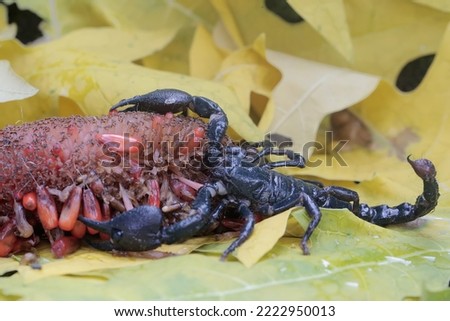 An Asian forest scorpion is looking for prey on a bush. This stinging animal has the scientific name Heterometrus spinifer.